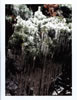 Icicles (86kb)