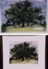 Kilmer Tree (49kb)